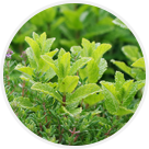 Cueillette de Gally plantes-aromatiques
