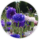 Cueillette de Gally bleuets-et-cosmos