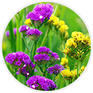 Cueillette de Gally fleurs-a-secher-les-immortelles-et-les-statices