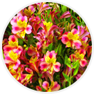 Alstromérias