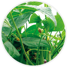 Haricots verts et beurre