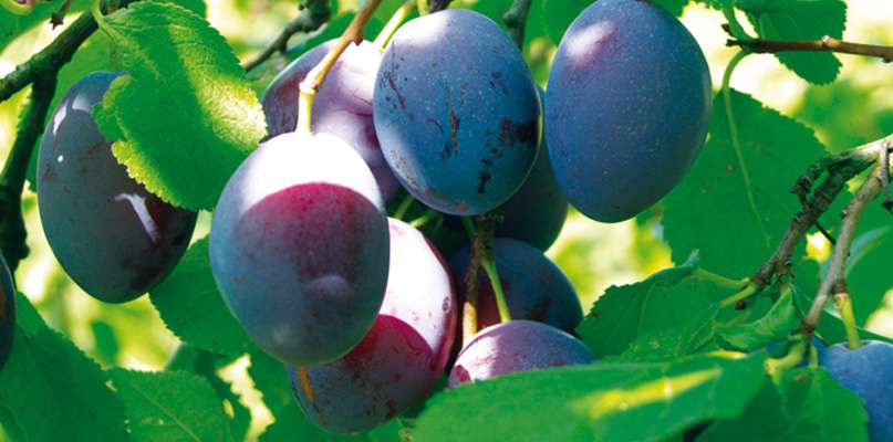 prunes prunes