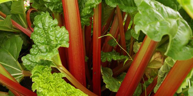 Cueilliez des rhubarbes Cueilliez des rhubarbes
